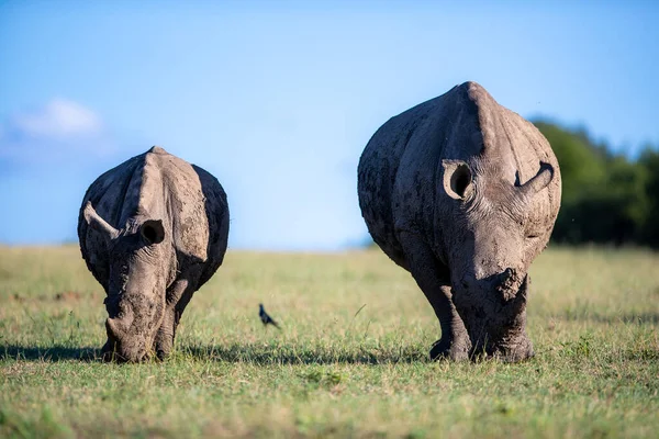 Two White Rhinoceros Ceratotherium Adult Calf Grazing — Fotografia de Stock