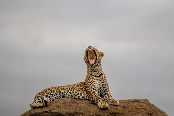 Female Leopard Panthera Pardus Yawns Stretches Lying Rock — Stock Photo, Image