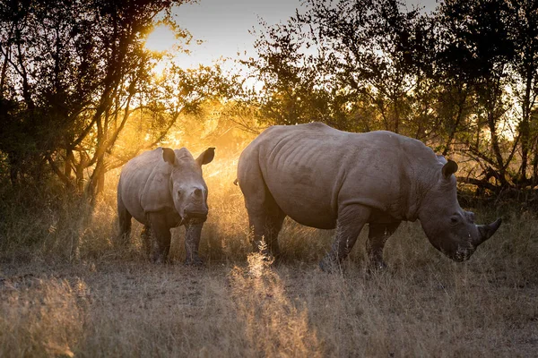 Mother White Rhino Calf Ceratotherium Simum Stand Together Backlit — Stockfoto