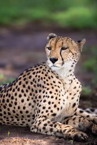 Portrait Male Cheetah Acinonyx Jubatus Lying — Foto Stock
