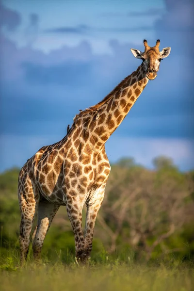 Giraffe Giraffa Camelopardalis Giraffa Stands Green Grass Direct Gaze — Stock Fotó