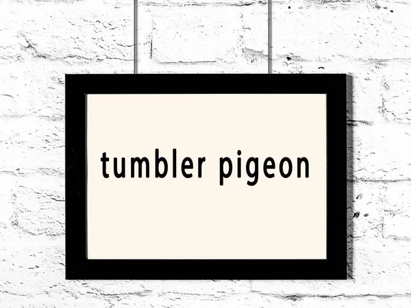 Black Wooden Frame Inscription Tumbler Pigeon Hanging White Brick Wall — Stock Photo, Image