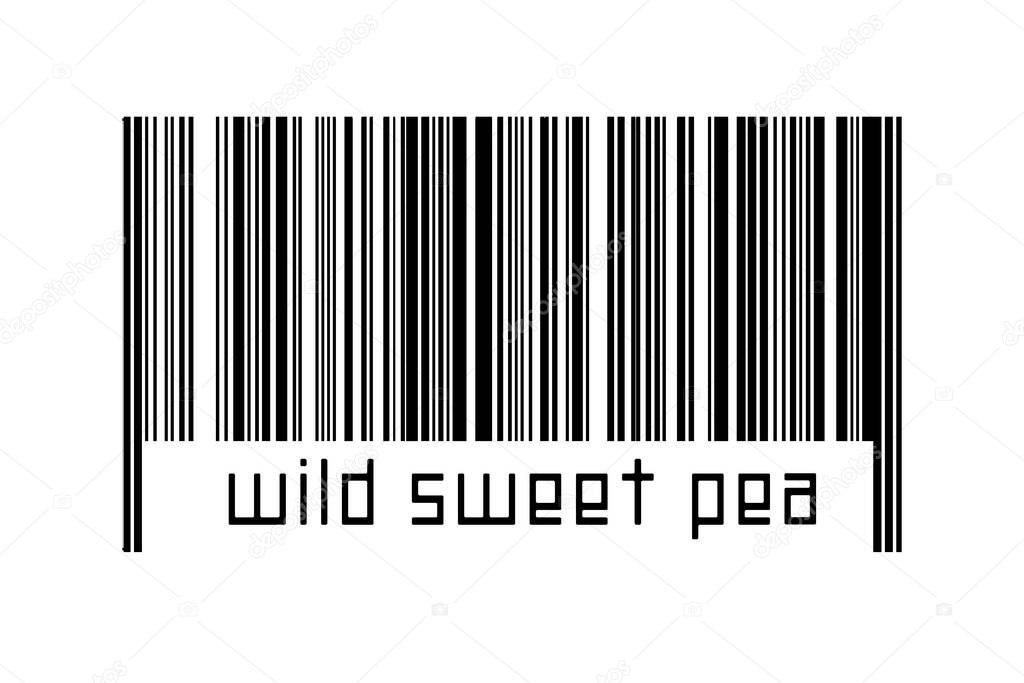 Barcode on white background with inscription wild sweet pea below. Concept of trading and globalization