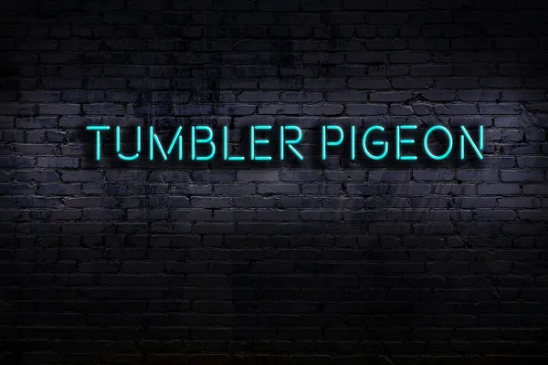 Neon Sign Brick Wall Night Inscription Tumbler Pigeon — Stock Photo, Image