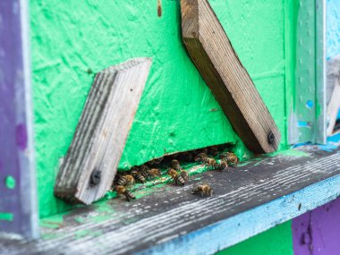 Arı kovanı, arı kovanı.,