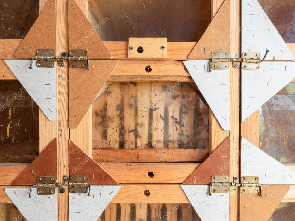 Honeycomb, beehive frames, bees