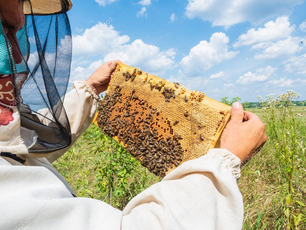 Honeycomb, beehive frames, bees