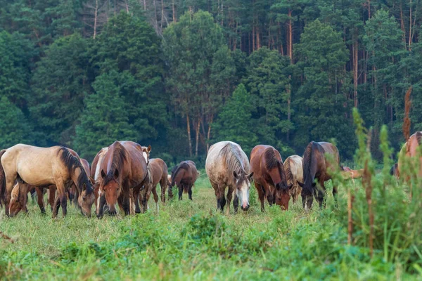 Pferde Auf Der Weide — Stockfoto