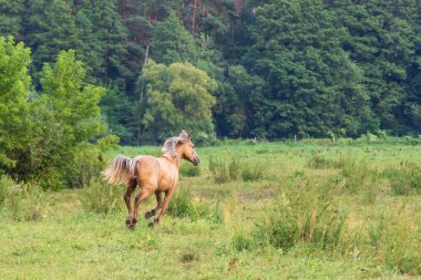 Sahada dörtnala koşan at