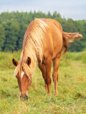 Otlakta atları besliyor.