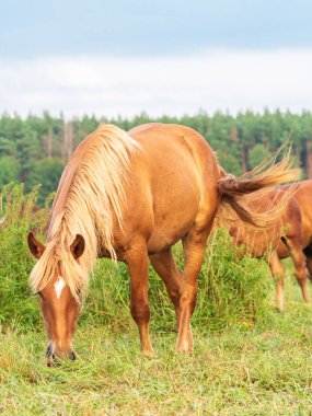 Otlakta atları besliyor.
