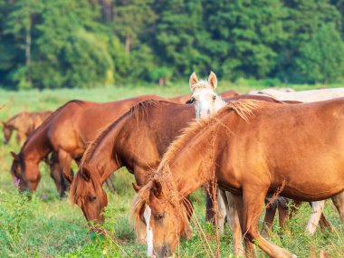 Sürüde beyaz taylar