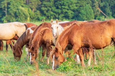 Sürüde beyaz taylar