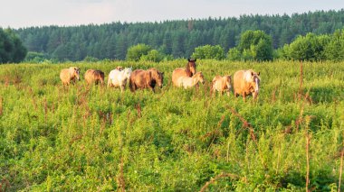 Otların arasında otlamak için at yürüyor.