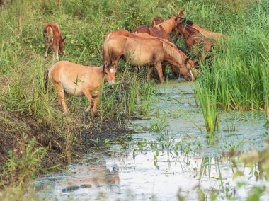 Sudaki atlar, Sudost Nehri.