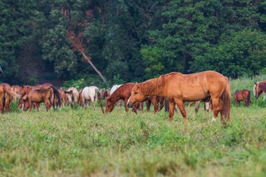Bir at sürüsü ormanın arka planında bir tarlada
