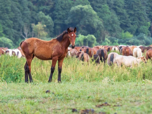 Fohlen Auf Dem Hintergrund Einer Pferdeherde — Stockfoto