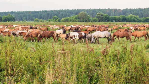 Pferde Auf Der Weide Füttern — Stockfoto