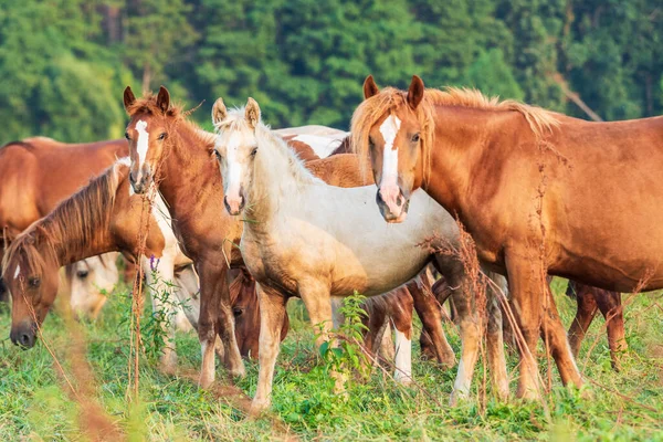 Weißes Fohlen Der Herde — Stockfoto