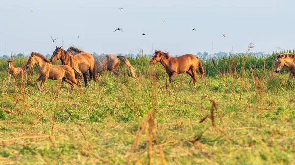 Gallring Häst Fältet — Stockfoto