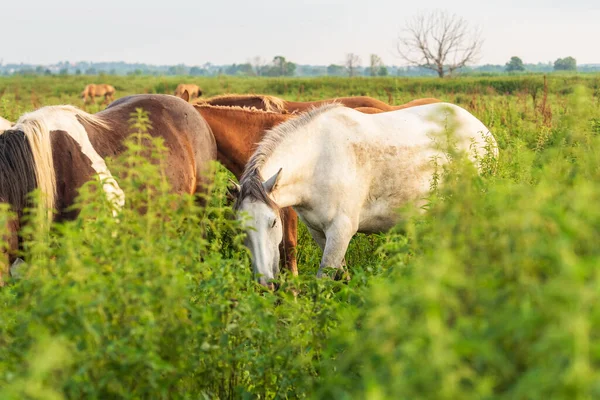 Pferde Dickicht Aus Gras Und Büschen — Stockfoto