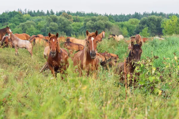 Drei Pferde Vor Dem Hintergrund Einer Pferdeherde Und Einer Natürlichen — Stockfoto