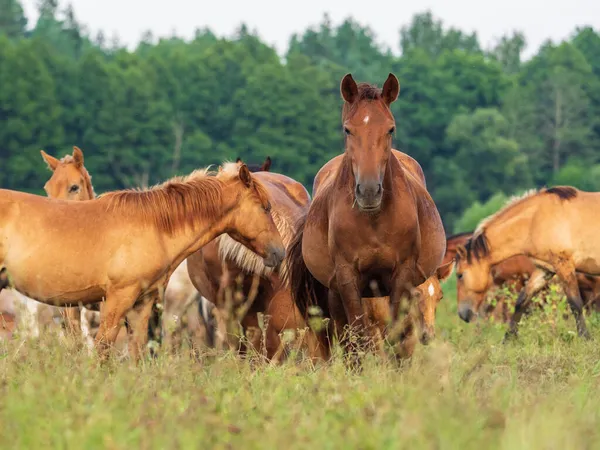 Porträt Eines Pferdes Vor Dem Hintergrund Einer Pferdeherde — Stockfoto