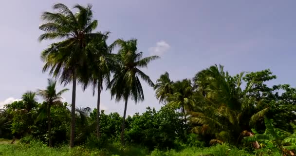Вид Воздуха Красивый Остров Пальмами Филиппинах Лицензионные Стоковые Видео