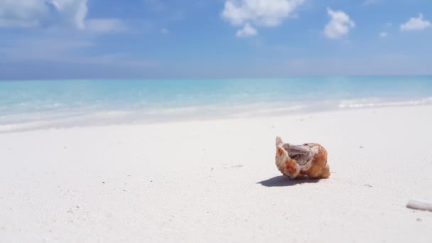 Mały Krab Muszli Plaży Letnia Podróż Bali Indonezja — Wideo stockowe