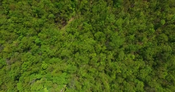 Вид з повітря на ліс — стокове відео