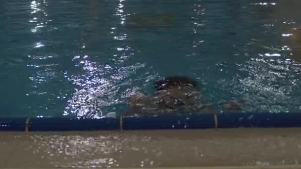 Menino natação e mergulho subaquático com diversão na piscina — Vídeo de Stock
