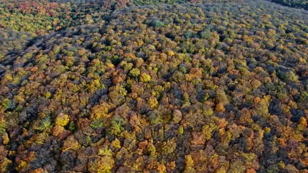 Dron lecący nad jesiennym lasem — Wideo stockowe