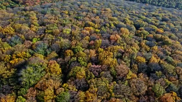 Principios de otoño en vista aérea del bosque — Vídeos de Stock