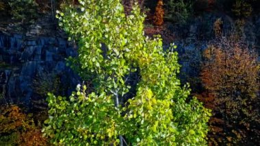 Orman havası manzarasında sonbaharın başlarında