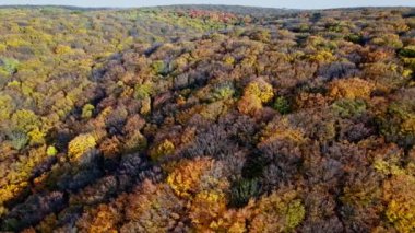 Kırmızı ve sarı ağaçlı orman, yukarıdan görünüyor.