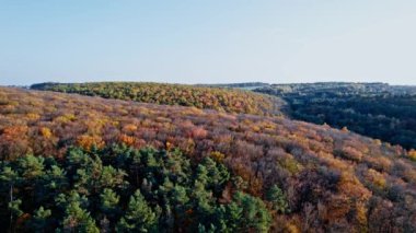 Sonbaharda havadan aşağı orman manzarası