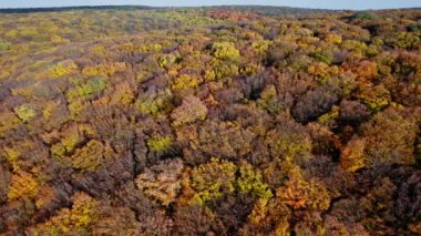Sonbaharda havadan aşağı orman manzarası