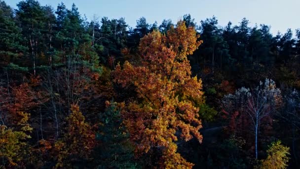 Zdjęcia lotnicze lasu jesienią — Wideo stockowe