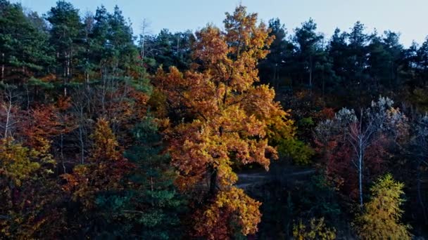 Podzimní barvy krajina lesy — Stock video