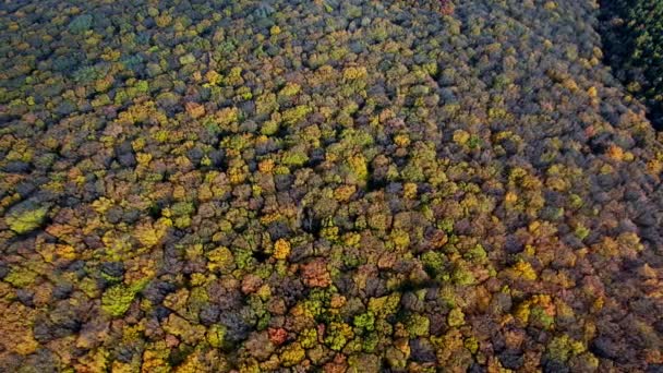 Forêt avec arbres rouges et jaunes vue aérienne — Video
