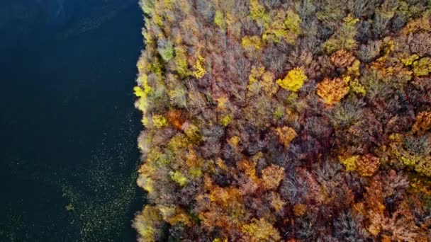 Début de l'automne en forêt vue aérienne — Video