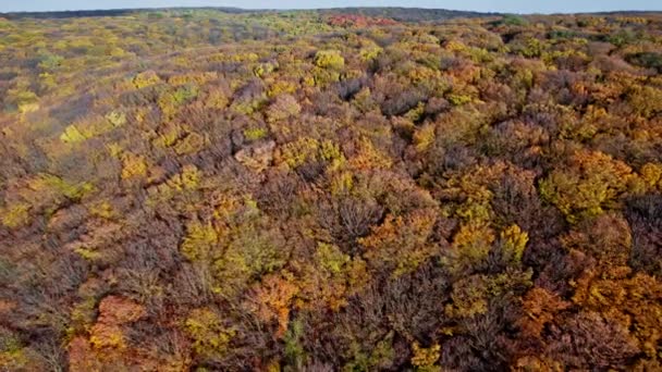 Herfst kleuren platteland bos — Stockvideo