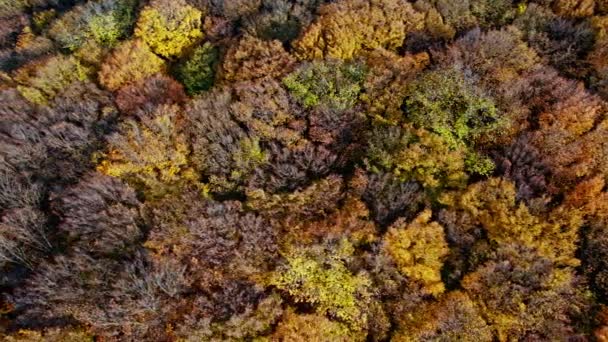 Early autumn in forest aerial top view — Stock Video