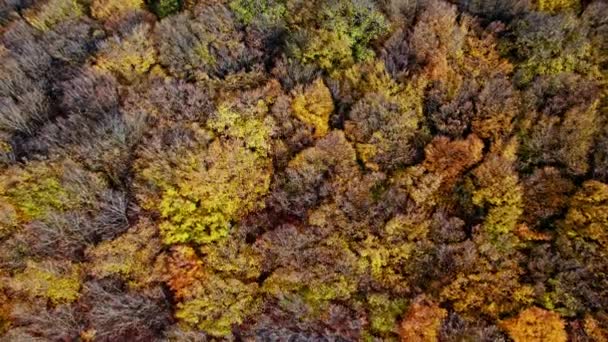 Automne paysage forestier images de drone — Video