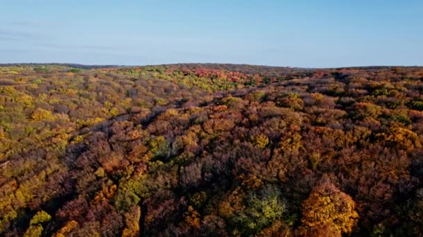 Φθινοπωρινά χρώματα εξοχή δάση — Αρχείο Βίντεο