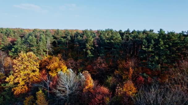 Inizio autunno nella foresta aerea vista dall'alto — Video Stock