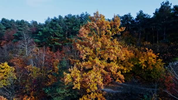 Letecký pohled shora dolů na les na podzim — Stock video