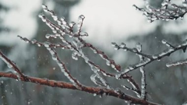 Donmuş dallar ve dallar üzerindeki buz saçakları yakın görünüm