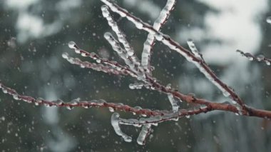 Ağaç dalı buzla kaplı, gümüş buzlar. Buz yağmuru şeklinde doğal afet