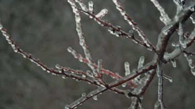 Donmuş dal, beyaz kış arka planı, soğuk